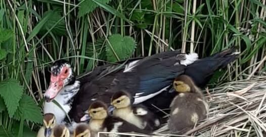 Bericht van Dieren4U