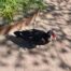 UPDATE DIEREN4U Muskuseenden Waterland